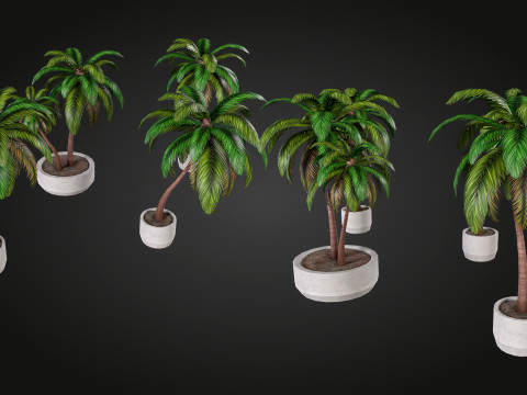 Palm 3D Model