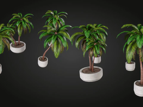 Palm 3D Model