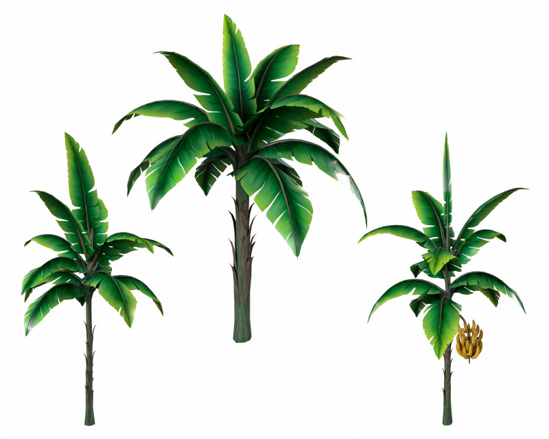 Banana Tree Modello 3D .c4d .max .obj .3ds .fbx .stl .blend 