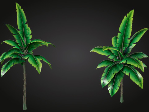 Banana Tree Modello 3D