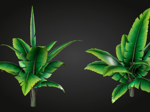 Banana Tree Modello 3D