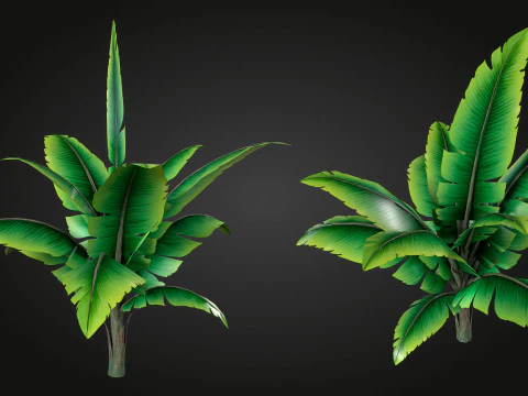 Banana Tree 3D Model