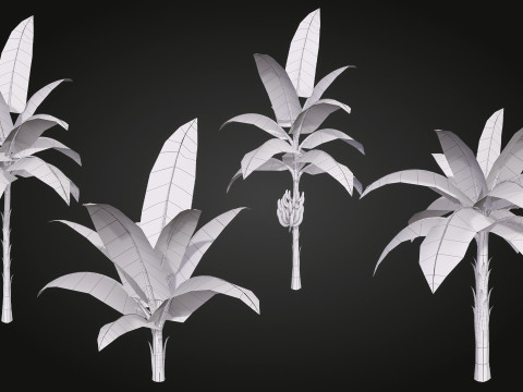 Banana Tree Modello 3D
