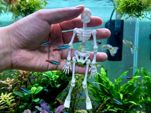 Akvaryum i&ccedil;in dans eden iskelet 3D Baskı Modeli