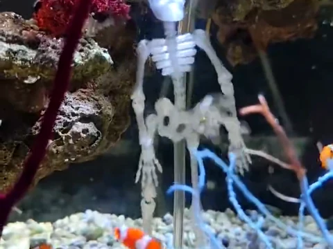 Dancing skeleton for an aquarium 3D Print Model