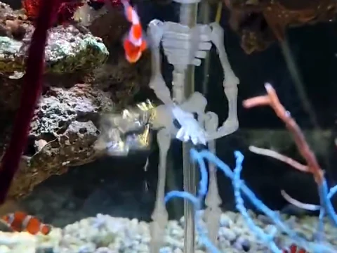 Dancing skeleton for an aquarium 3D Print Model
