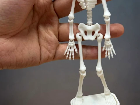 Dancing skeleton for an aquarium 3D Print Model