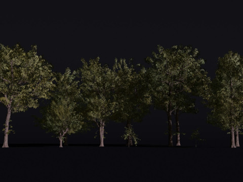 Pack of Trees Alder American Elm Avacado Banana Palm Black Board 3D 모델