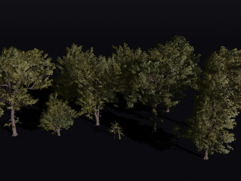Alder tree Set 3D 模型