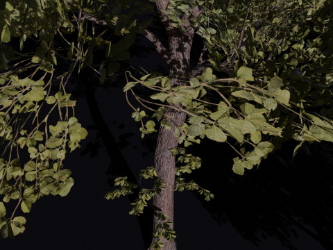 Alder tree Set 3D 模型