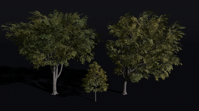 The American Elm Tree 3D Модель .c4d .max .obj .3ds .fbx .stl .blend
