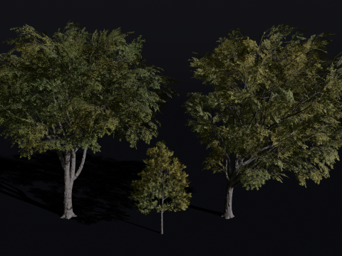 The American Elm Tree Model 3D