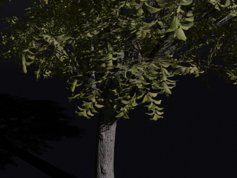 The American Elm Tree 3D Модель