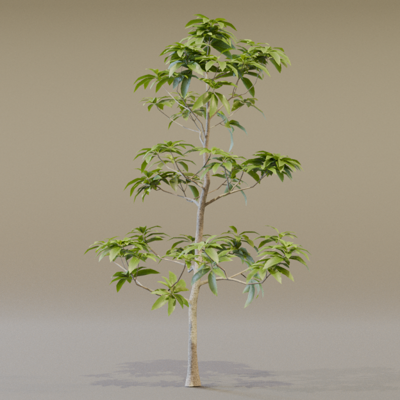 The Avacado Tree Model 3D .c4d .max .obj .3ds .fbx .stl .blend
