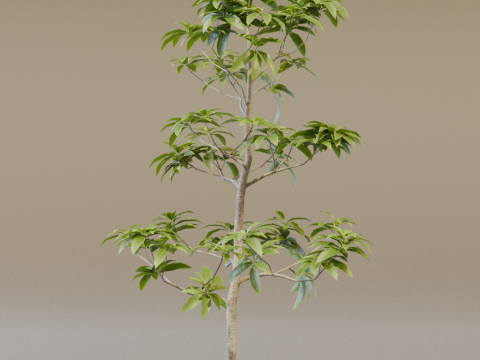 The Avacado Tree Modèle 3D