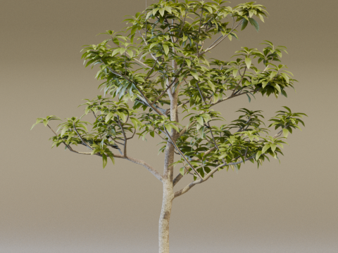 The Avacado Tree Model 3D