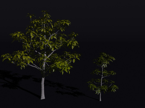 The Avacado Tree Model 3D