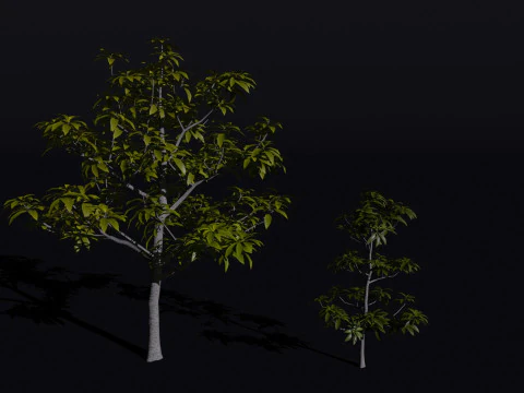 The Avacado Tree 3D Model
