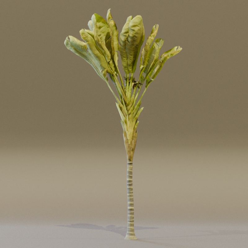 The Banana Palm Tree 3D Model .c4d .max .obj .3ds .fbx .stl .blend