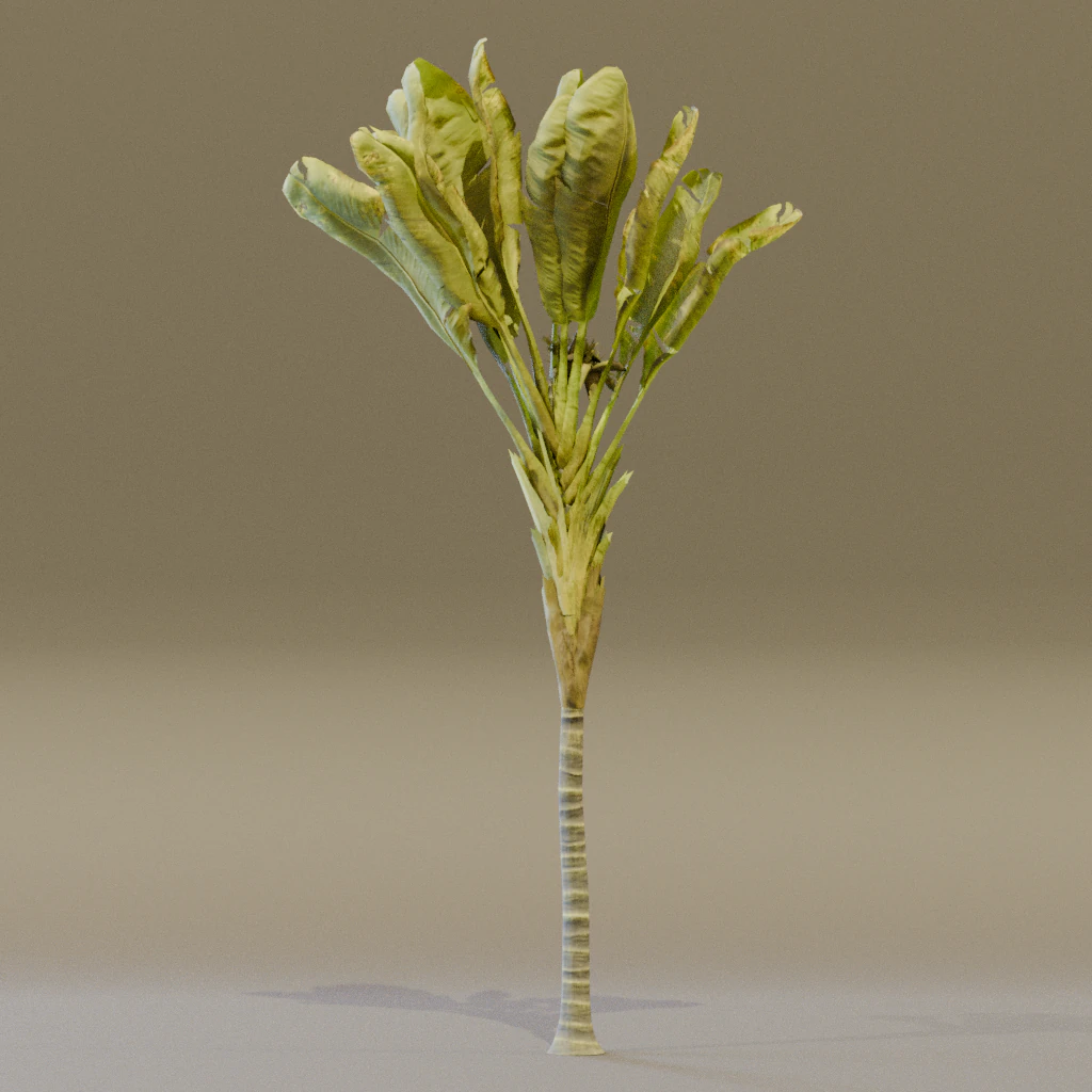 The Banana Palm Tree 3D Model .c4d .max .obj .3ds .fbx .stl .blend 