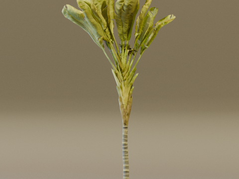 The Banana Palm Tree Modèle 3D
