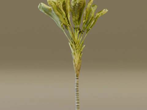 The Banana Palm Tree 3D Model