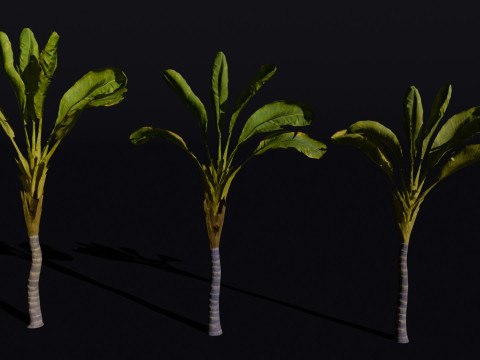 The Banana Palm Tree 3D Model