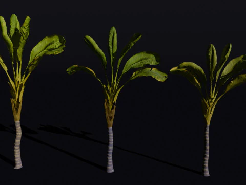 The Banana Palm Tree 3D Model
