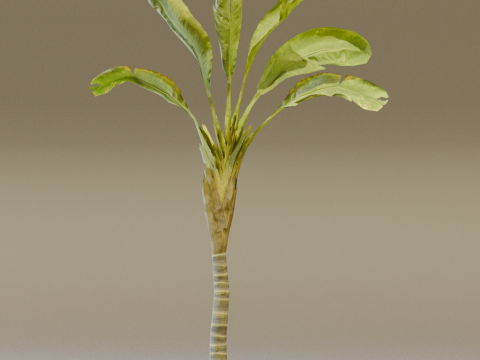 The Banana Palm Tree 3D Model