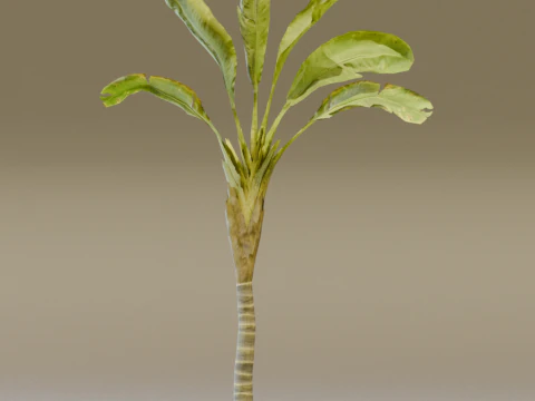 The Banana Palm Tree 3D Model