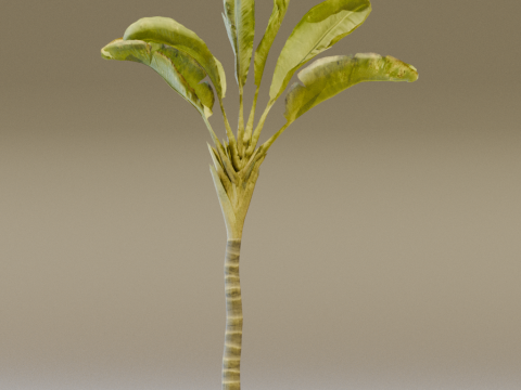 The Banana Palm Tree 3D Model