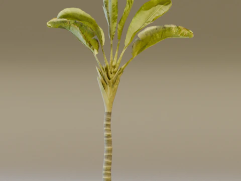 The Banana Palm Tree 3D Model