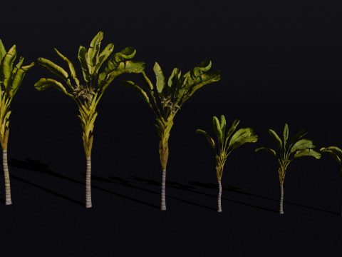 The Banana Palm Tree 3D Model