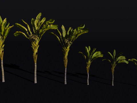 The Banana Palm Tree 3D Model