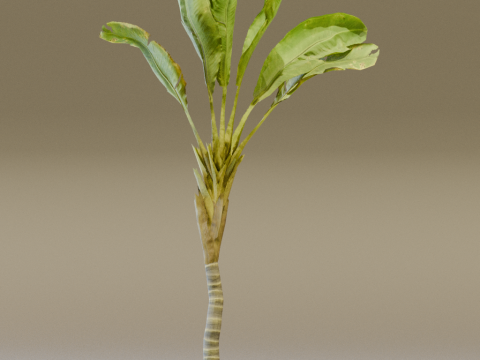 The Banana Palm Tree 3D Model