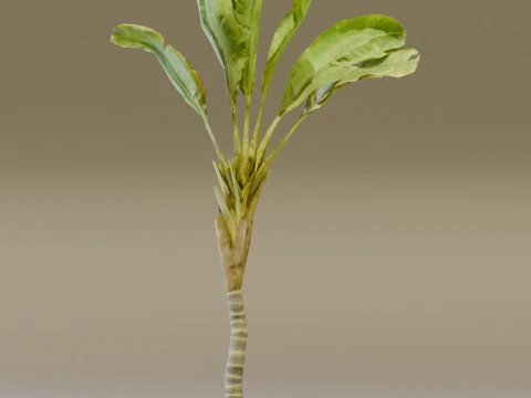 The Banana Palm Tree 3D Model