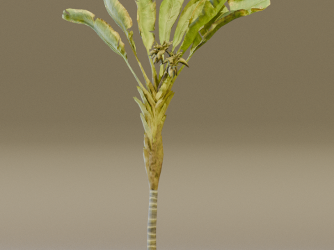 The Banana Palm Tree 3D Model