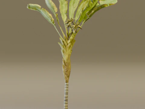 The Banana Palm Tree 3D Model
