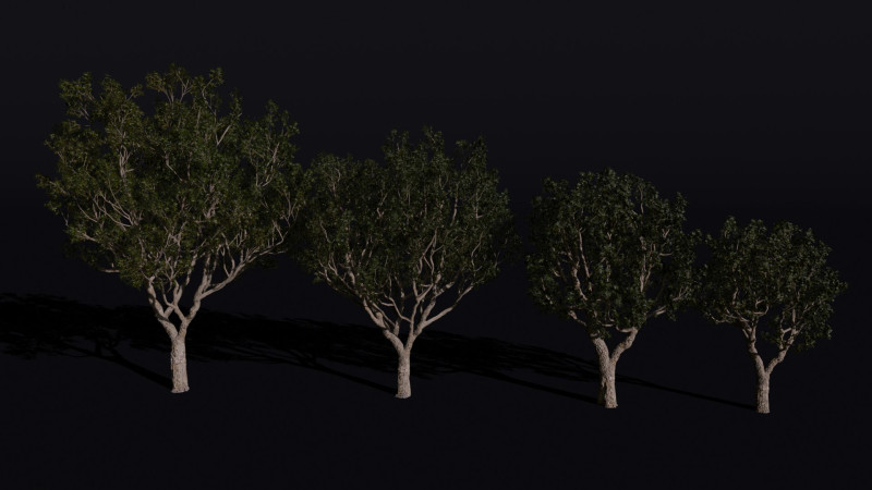The Black Board Tree Modello 3D .c4d .max .obj .3ds .fbx .stl .blend 