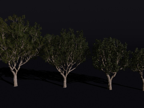 The Black Board Tree 3D Модель