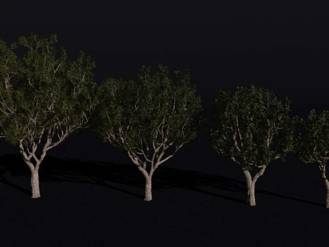 A &aacute;rvore do quadro negro Modelo 3D