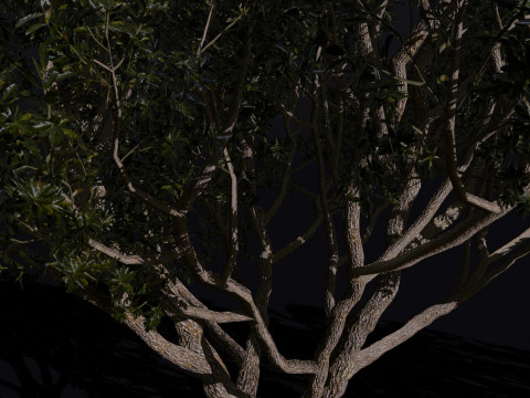 The Black Board Tree Modello 3D