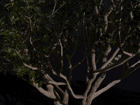 The Black Board Tree 3D Model