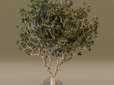 The Black Board Tree Modello 3D
