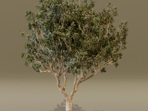 The Black Board Tree 3D Model