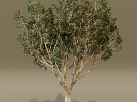 The Black Board Tree 3D Model