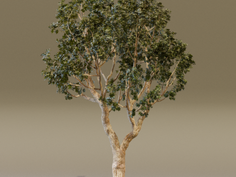 The Black Board Tree Modello 3D