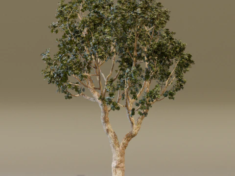 The Black Board Tree 3D Model