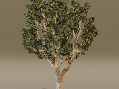 The Black Board Tree Modello 3D