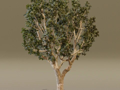 The Black Board Tree 3D Model